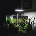 Low Iron Glass Ultra Clear Rimless Aquarium Tank,Classic Silhouette (7Gal)