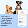Wisdom Panel Dog Breed Detection DNA Test Kit - Accurate Breed ID MDR1 Pedigree Relatives