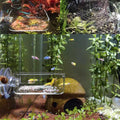 Aquarium Shrimp Feeder Dish Glass Fish Tank Feeding Bowls, 2pcs Square Glass Food Bowl (60mm), 1pcs Round Fish Feeding B