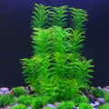 Hamiledyi Aquarium Plants Plastic Decor Fish Tank Green Decorations Plants Ornament Safe for All Fish,Extra Large 23-inc