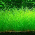 Freshwater Aquarium Decor, Easy Growing Dwarf Carpet for Fish Tank/Terrarium, Natural Aquatic Plant Growth Material – 1 