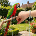 Bird Leash with 4 Different Size Foot Ring, Parrot Flying Rope Elastic Bird Harness Flying Leash Outdoor Training Tracti