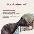 Horsemen's Pride Himalayan Salt Block on Rope for Horses, 4.4 Pounds, SS44