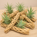Koyal Wholesale Natural Cholla Wood Aquarium Branches, Airplants Decor, Reptile Perch, Untreated Cholla Wood Piece, Aqua