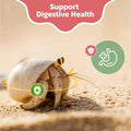 Oyster Shell Supplement for Hermit Crabs – Natural Calcium Source for Molting Support – Auto Feeder Compatible – USA-Sou