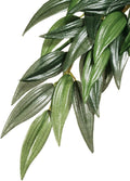 Medium/Green/Standard Packaging