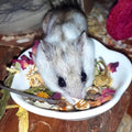 Exotic Nutrition Herbivore Treats 6 Pack - Healthy Assortment Small Animal Pet Treat - Squirrels, Guinea Pigs, Rabbits, 
