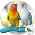 Sweet Feet and Beak Safety Pumice Bird Perch, Small Pedicure Perch