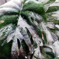 Reptile Plants for Terrarium, Reptile Tank Decor,Artificial Plants