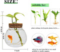 Small Betta Fish Tank Glass Fish Bowls for Betta Fish Goldfish, Aquaponic Fish Tank and Plants Cuttings Planter Terrariu