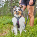 Non-stop Dogwear No Pull Dog Harness 5.0 - Padded Harness with Reflective Details for Small Dogs, Ergonomic Y-Shaped Adj