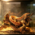 Hamiledyi Bearded Dragon Driftwood for Reptile, 10in Snake Climbing Branch
