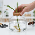 POPETPOP Glass Terrarium with Cork Lid - Glass Fish Tank Plant Terrarium