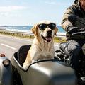 Enjoying Dog Sunglasses Large Breed, Anti-UV Sun Glasses for Large Dogs Outdoor Driving Cycling, Pet Glasses for Dogs Ph