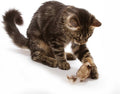 OurPet's Play-N-Squeak Twice the Mice Cat Toy, 2pc (Interactive Catnip Toy, Real Mouse Electronic Sound)