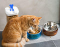 Felli Pet Oblik Whisker Fatigue Cat Food Bowl Raised Stainless Steel Shallow Dish, Pet Design Anti Vomit Tilted Metal Pl