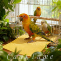 CuaxTume 40 Pieces Bird Gravel Liner Paper for Bird Cage 17” x 11” Bird Gravel Paper Bird Sandpaper, Easy Clean Pet Sandpaper, Calcium Paper with Sea Sand for Birds Cockatiels Parrots