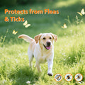 Flea and Tick Prevention for Dogs Chewables, Natural Dog Flea and Tick Treatment Chewable Supplement, Chicken Flavor 180