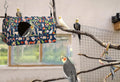 ShuRung Parrot Cockatiel Warm House Bird Nest Bed Winter Hanging Hammock Birds Sleeping Bed Parrot Hideway Bed Polyester Fabric for Parrot Parakeet Cockatiels Budgies Lovebird African Grey (L)