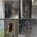 Pet Proof Window Screen Roll 36" x 200" Thicken Charcoal Screen Mesh Durable and Scratch-Resistant for Families with Cat