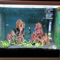 AWXZOM Natural Dragon Rock Carefully Selected Mixed Sizes, Decorative Aquarium Rocks, Aquarium Stones for Fish Tank (4.4