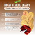 Premium Indian Almond Leaves. 40 Leaves 8-10 inchs. Catappa Leaves Rich in Tannin. Vacuum Packet. Awsome Aquarium Decora