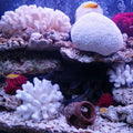 Besimple Pack of 2 Artificial Coral Ornament, Aquarium Resin Coral Decor Underwater Sea Plants Fish Tank Decoration Aqua
