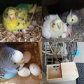 YJJKJ Wood Parakeet Nest Box with Natural Nesting Pads, Breeding Bird Cage House for Lovebirds Cockatiel Parrotlets Budg