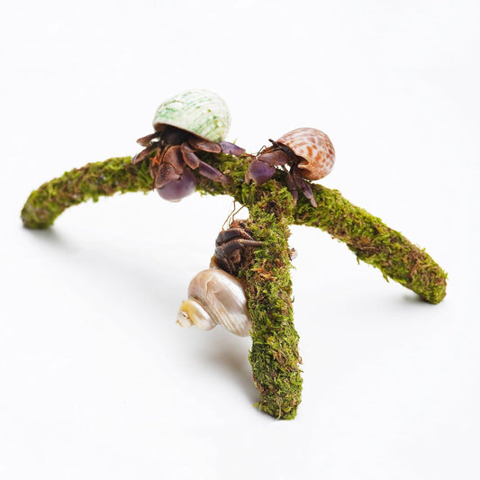 Hermit Crab Climbing Toys, Adjustable Hermit Crab Supplies, Hermit Crab Habitat Tank Accessories