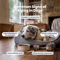 Boops Pets NAD+ Precursor & Senior Dog Supplement - 90 Soft Chews - NMN Alternative for Longevity & Healthy Aging - Nicotinamide Riboside, Resveratrol, Quercetin, Made with Pasture-Raised Chicken