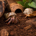 T-Rex Hermit Crab Substrate - Jungle Bed