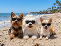 G014 Dog Small Breed up to 15lbs Pet Cat Puppy 80s Retro Sunglasses (Black)