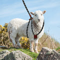 Goat Harness & Leash, Adjustable Step-in Sheep Harness, Goat Accessories, Livestock Halter Supplies for Goats and Sheep