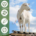 Misdary 4 Pack Goat Collars with Bells, Adjustable Iron Goat Chain Halter 14''-24'' Long for Sheep Horse Dog Cow Calf Fa