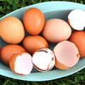 Premium Poultry Calcium Supplement for Bone Health & Egg Production-Chick’N Calcium from Chick’N Swell Brand- for All Po