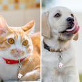 EXPAWLORER Cat Bell - Pet Collar Accessories Bells for Cats Dogs 2 Pack