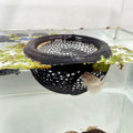 Aquarium Floating Betta Fish Skins, Betta or Shrimp Feeder, Cave and Hammock, Small Fish Feeding Rings, Aquarium Hiding 