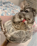 Exotic Nutrition Dried Rose HIPS (3 oz.) - Healthy Natural Treat - Chinchillas, Guinea Pigs, Rabbits, Prairie Dogs, Degu