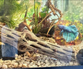 Natural Cholla Wood, Choya Air Plant, Untreated Beautiful Driftwood, Aquarium Decor, Betta Fish, Plecos, Shrimp, Minnows
