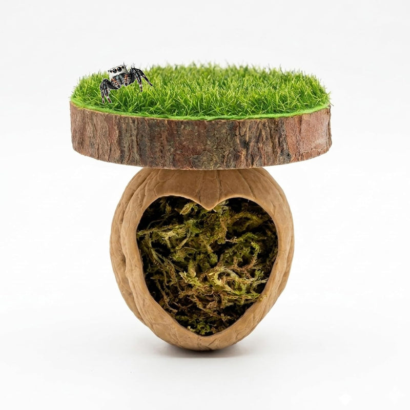 Handmade Natural Walnut Shell Jumping Spider Hide - Magnetic Spider Enclosure Accessories with Sturdy Neodymium Magnets,