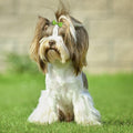 Clipband Puppy Dogs Hair Barrettes Bows with Rubber Bands,Hair Accessories Bow Pet Grooming Cute Pet Small Hair Bowkno