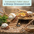 Hermit Crab Shells | Turbo Shells | White Pearl Jade Green Turbo Shell 3"-3.5" | Hermit Crab House for Décor | Plus Free