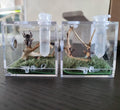 AWXZOM Spider Terrarium, Acrylic Reptile Breeding Box Jumping Spider Enclosure with Dropper Tongs Snail cage, Cricket En