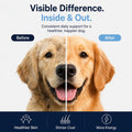 Dog is Multivitamin for Itch Relief, Dog Daily Wellness Chews