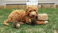 ZippyPaws Burrow Interactive Dog & Puppy Toys for Boredom - Hedgehog Den