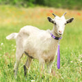 Silkfly 24 Pcs 11 Inch Goat Lead Rope and Goat Collars Set Include Nylon Goat Collar and Lead Rope with Reflective Strip