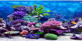 72x24 in Aquarium Backdrop Colorful Coral Tropical Fish Tank Background