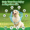 Flea and Tick Prevention for Dogs & Flea and Tick Chews for Cats, Soft Chews Natural Flea Tick Support for Cat God All B