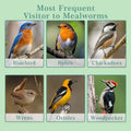 WORMSKING 2LB Dried Mealworms for Poultry, Wild Birds,Tasty Bird Food，Great Bird Watching Gift