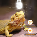 LUCKY HERP UVA UVB Reptile Light 10.0, Desert UVB 150 Compact Fluorescent Lamp, UVB Light for Reptiles 23W, UVA UVB Rept